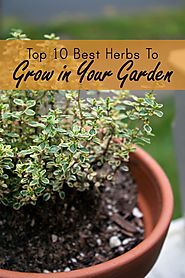Best & Easiest Herbs to Grow in a Garden or Container