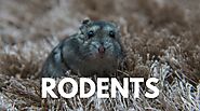 Rodent Removal & Control Services in Orlando - Critter Control® of Orlando