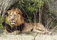 Lions, Ruaha National Park, Tanzania