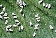 What are Whiteflies?