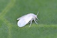 5 Ways to Control Whiteflies
