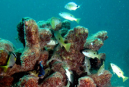 Underwater City: 3D Printed Reef Restores Bahrain's Marine Life