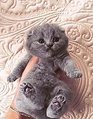 Grey Kitten with pink paws