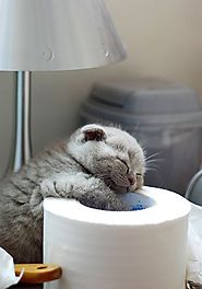 Kitty keeping warm on a tissue roll