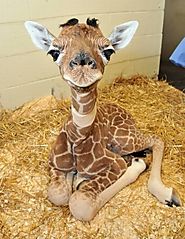 A baby giraffe.
