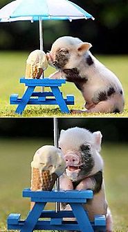 Baby Piggy and his Ice Cream