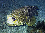 The Persian Gulf Grouper