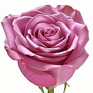 Purchase Roses In Bulk At Wholesale Rate