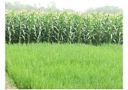 Nature hides helpers