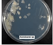 Azotobacter agar plate