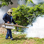 Termite Pest Control Brisbane - Bird Control and White Ant Treatment