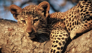 Kruger National Park | South Africa Safari and Lodging Guide