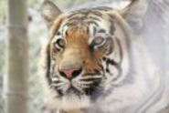 Cango Wildlife Ranch | Cheetah Contact Centre | Bengal Tigers