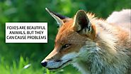 HOW TO GET RID OF FOXES & HOW TO DETER FOXES UK ~ CATCH-IT LTD