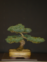 Japanese White Pine Re-pot (Chapter 1).
