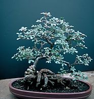 2018 Top 10: Our Most Popular Posts Of The Year | The Ancient Art Of Bonsai.