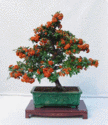 Pattern Recognition in Judging Bonsai.