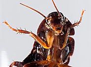 10 Things You Didn’t Know About Cockroaches