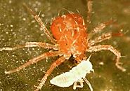 What are Predatory Mites?