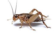 5 Natural Ways to Kill House Crickets