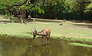 Manipur Zoological Garden - Tours to Manipur Zoological Garden in Imphal, Travel to Manipur Zoological Garden in Imph...