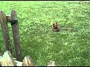 Do Underground Electric Dog Fences Work? (The Test 3 Days After Do-It-Yourself Install) Wiener Dog