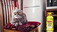 Ad of the Day: Pine-Sol Is Clueless, Except When It Comes to Cleaning, in 19 Fun Prerolls