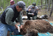 Scientists Contest Removing Grizzlies from Endangered Species List