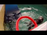 Sea Otter Slam Dunks His Way To Fame
