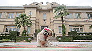 Airbnb Set Up Marnie the Dog in Her Very Own Pet-Friendly Beverly Hills Mansion