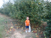 Where to Find Pick-Your-Own Fruit and Vegetable Farms / Orchards for Local, Fresh Fruit, Vegetables and Pumpkins, Alo...
