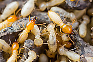 Pest Control Services - Pestgogo
