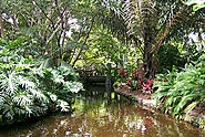 Mount Coot-tha Botanic Gardens