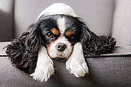 Cavalier King Charles Spaniel Dog Breed Overview