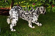Long Haired Dalmatian: Facts, Temperament, Pictures, & More