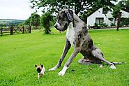 Biggest Dog in the World: Top 10 Giant Dogs for Family