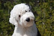 Old English Sheepdog Dog Breed Profile: All You Need to Know