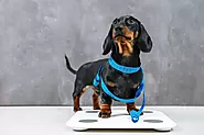 How Heavy Should My Dog Be? A Complete Dog Weight Guide