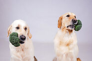 Can Dogs Eat Broccoli? Is Broccoli Good for Dogs?