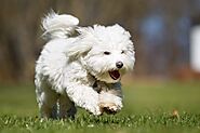 White Dog Breeds: Top 25+ Small & Big Cute White Dogs