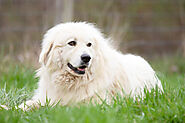 Great Pyrenees Dog Breed History, Facts, Information