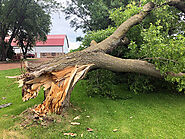 Professional Tree Removal Services in Michigan