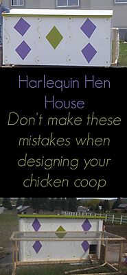 Beginners Guide To Raising Chickens - Everything You Need To Know