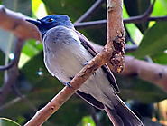 Chintamoni Kar Bird Sanctuary