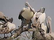 Kolleru Bird Sanctuary