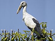 Vettangudi Bird Sanctuary