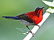 Sandi Bird Sanctuary