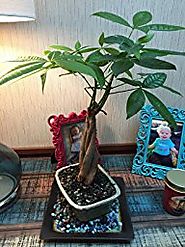 Brussel's Money Tree Bonsai