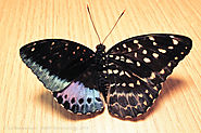 Rare Butterfly is Half Male, Half Female