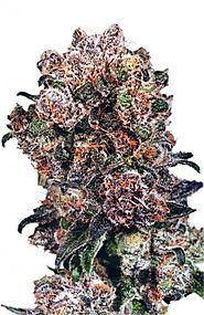 Buy Cannabis Seeds On-line - Canada - My Weed Seeds